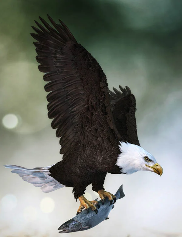 Bald Eagle by AM